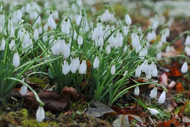 Snowdrop season at Hodsock Priory