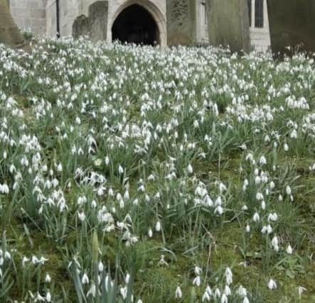 Snowdrops at Babworth Church.