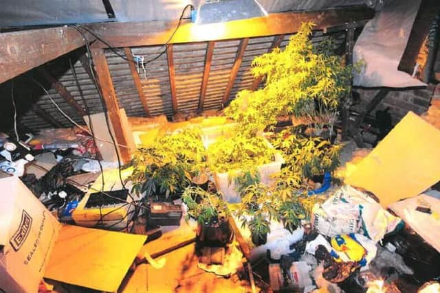 Police found a cannabis farm above a child's bedroom in the loft of Niewiem's house. Picture: British Transport Police.