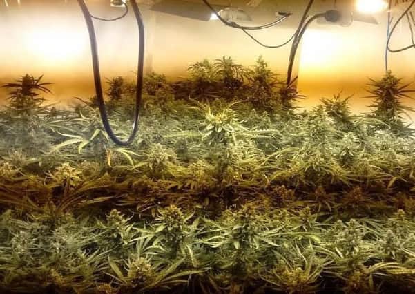 The cannabis grow was discovered in a house on Victoria Road.
