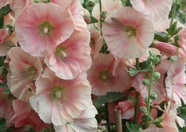 Hollyhocks can be grown quickly and look great in a summer garden