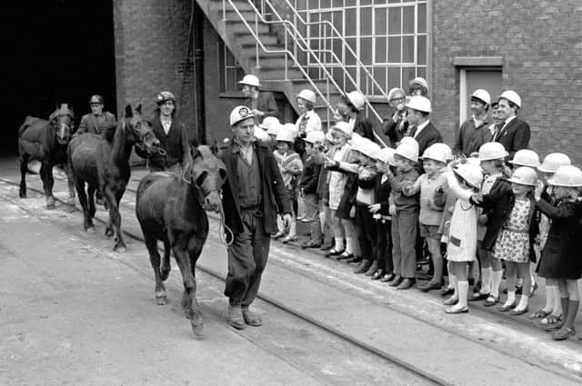 June 1971 Turk, Prince and Mettle the last three pit ponies in the Derbyshire Area retire from Shirebrook Colliery in June 1971, Turk and Mettle had spent 17 of their 22 years working down the mine while 10 year old Prince worked underground for four years.
At one time Derbyshire's Collieries used over 1,000 ponies for haulage work  with the average pony working about 1,500 miles a year. Photo by Mansfield Chad.