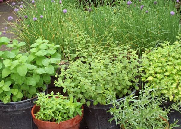 Herbs are an ideal way for new gardeners to start