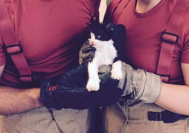 Kitten was rescued by Gainsborough firefighters