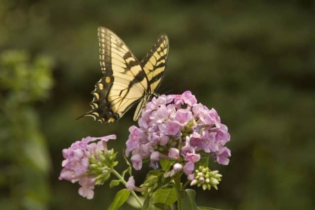 Phlox is an ideal plant for bringing summer fragrance to your garden