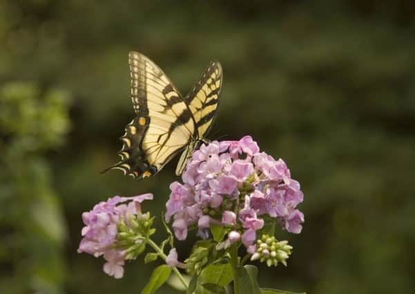 Phlox is an ideal plant for bringing summer fragrance to your garden