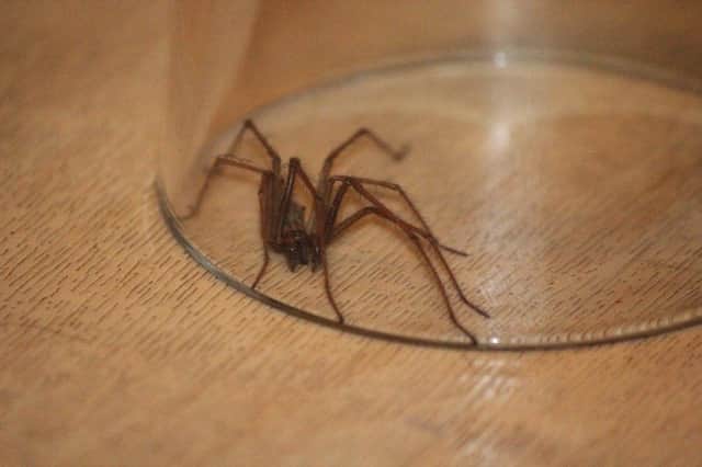 Sightings of False Widow spiders indoors are on the up