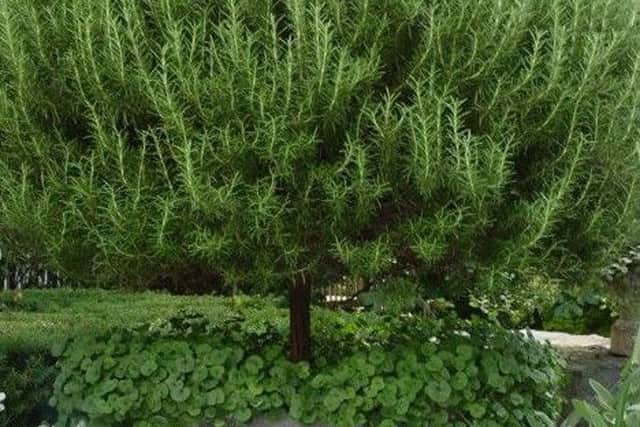 Rosemary can be grown in a pot in the garden over winter