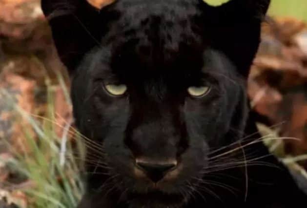 Has the body of a black panther been found on the A1 at Harworth?