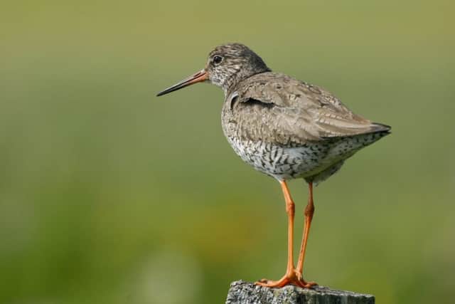 The redshank is one of the highest priority red list of Birds of Conservation Concern which Nottinghamshire Wildlife Trust hope will be attracted to the Newington Quarries complex in future.