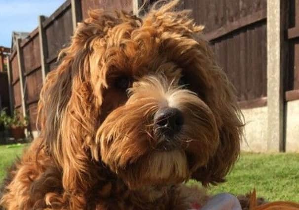 Ruby the cavapoo, aged two.  Picture sent by Louise Taylor.