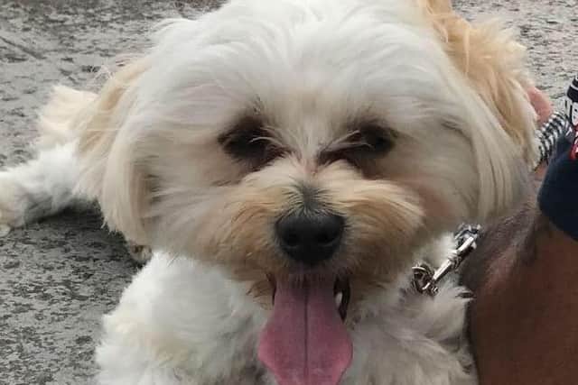 Herbie is pictured.