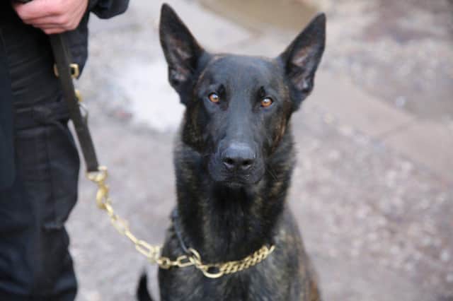 New police dog Morse has already had a successful start to his career with eight arrests so far