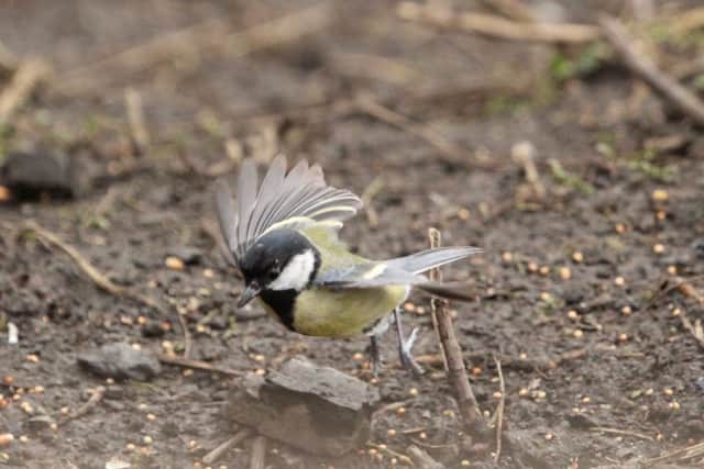 This incredible close-up of a blue tit landing with such precision was captured by Allan Robertson.
