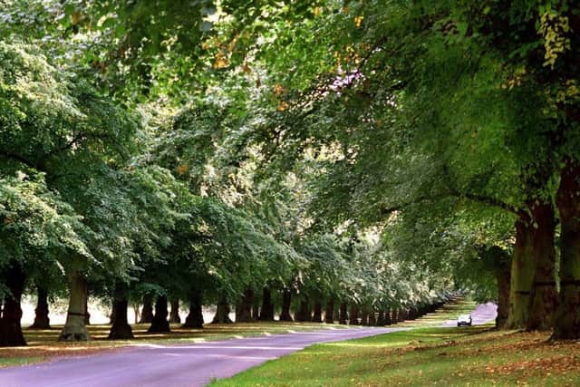 Lime Tree Avenue in the National Trust's Clumber Park near Worksop .. see story Stephen McClarence