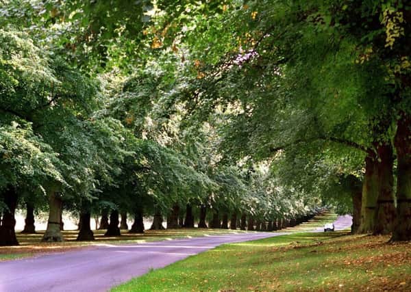 Lime Tree Avenue in the National Trust's Clumber Park near Worksop .. see story Stephen McClarence