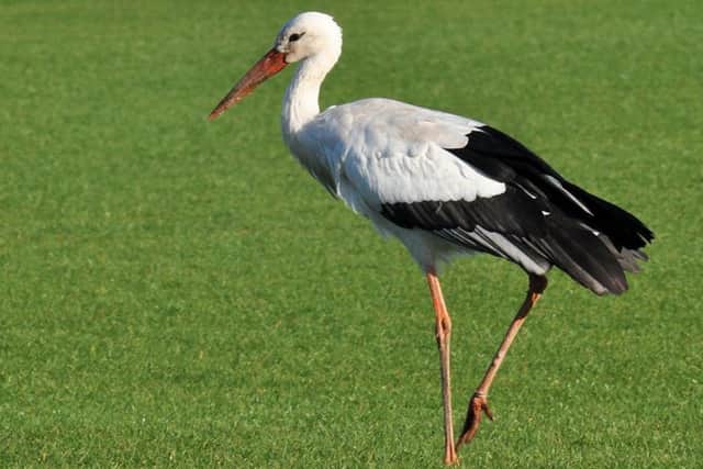 A white stork takes advantage of a wet outfield