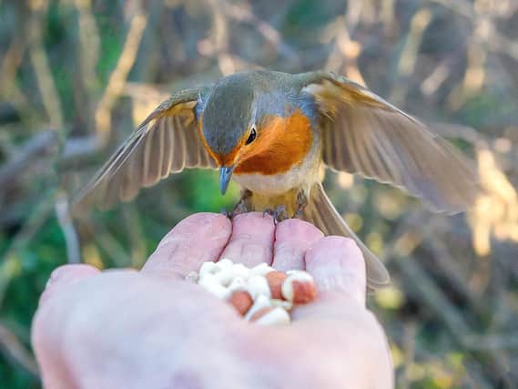 Derbyshire's Dr Doolittle Steve Gray feeds a robin